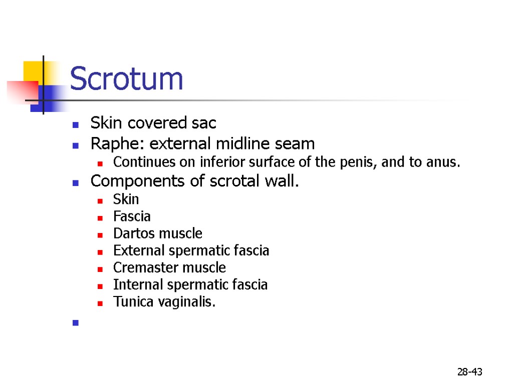 28-43 Scrotum Skin covered sac Raphe: external midline seam Continues on inferior surface of